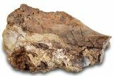 Fossil Dinosaur Bone - Wyoming #265598-1